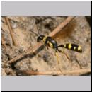 Mellinus arvensis - Kotwespe w44b im Nestanflug.jpg